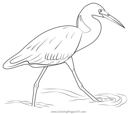 printable pictures of herons.